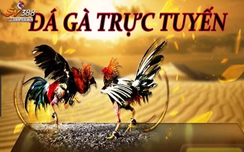 Đá Gà SV388